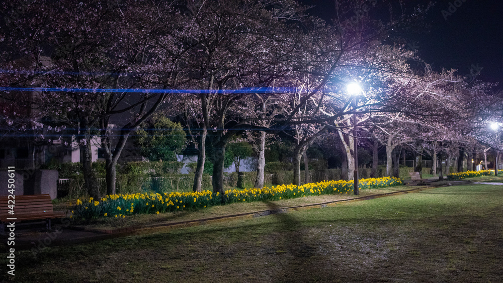 Obraz premium Tokyo,Japan-March 23, 2021: Sakura Cherry blossoms and Yellow Narcissus flower in full bloom in a park 