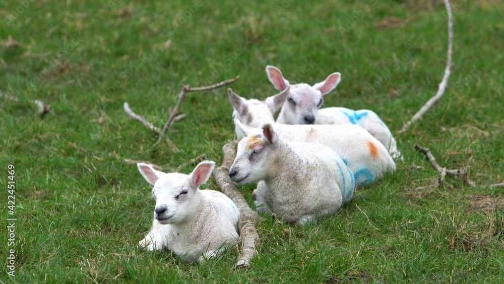 Four Lambs Sleeping In A Grass Field On A Farm Beside A Tree Branch, Long Clip Four Lambs Sleeping In A Grass Field On A Farm Beside A Tree Branch, Long Clip