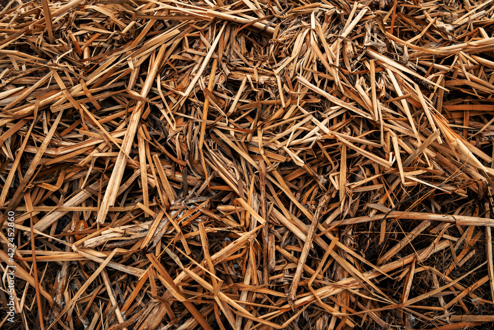 Dry reed background. Grunge nature background. Dark. Reed stalks. Dead reed