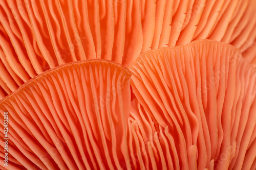 close up of oyster mushrooms