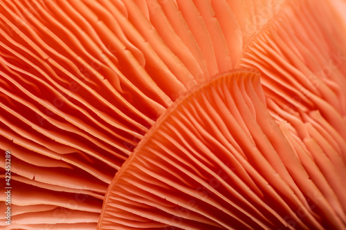 close up of oyster mushrooms