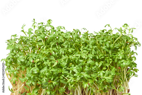 Growing micro greens arugula sprouts with potted soil isolated on white background. Clipping path. Cress -Lepidum sativum