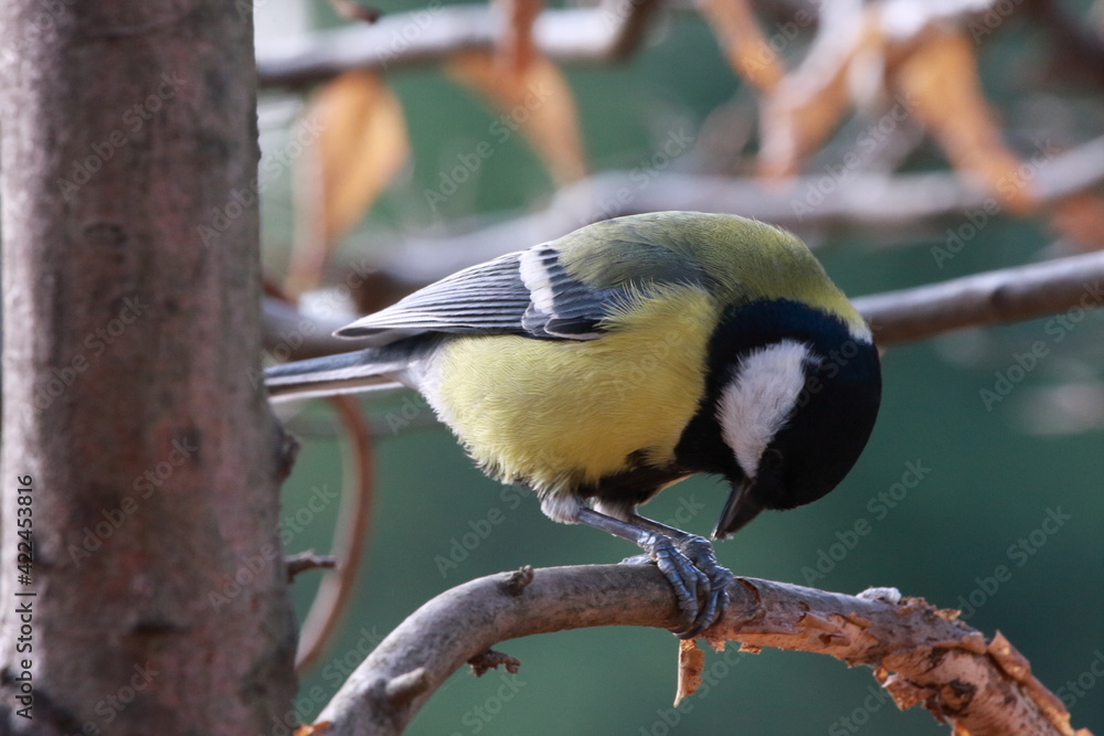 Obraz premium Kohlmeise