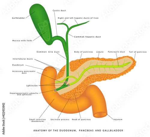 The gallbladder. Gallbladder and biliary ducts anatomy. Anatomy of the duodenum and pancreas. Pancreas, gallbladder and surrounding organs on a white background.