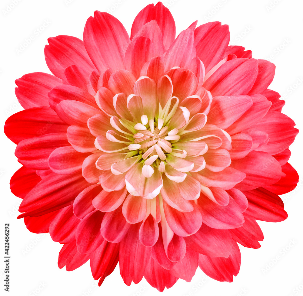 flower red chrysanthemum . Flower isolated on white background. No shadows with clipping path. Close-up. Nature.	
