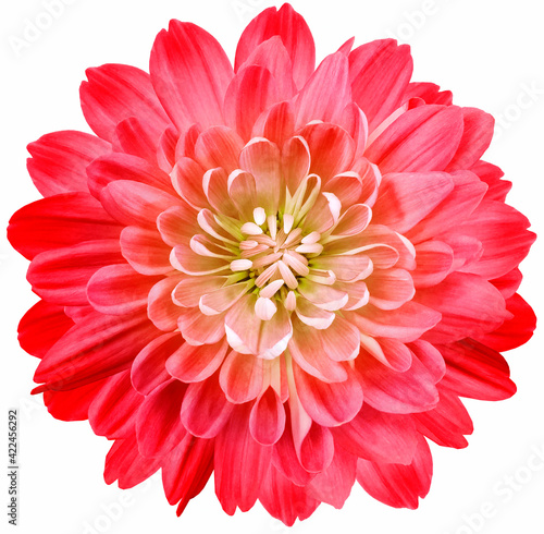 flower red chrysanthemum . Flower isolated on white background. No shadows with clipping path. Close-up. Nature. 