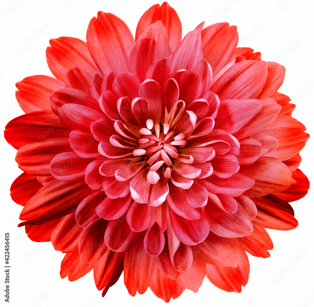 Red  flower  chrysanthemum on white  isolated background with clipping path. Close-up. Flowers on the stem. Nature.