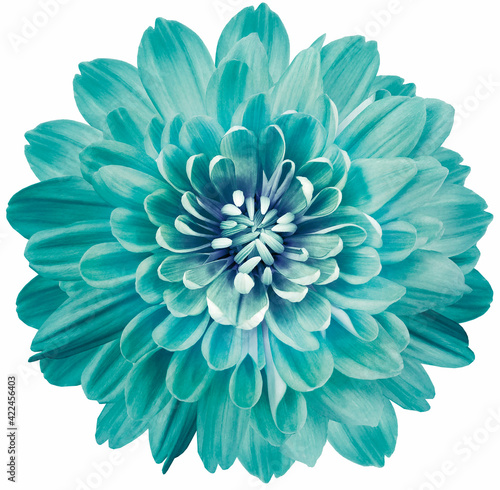  Flower turquoise chrysanthemum on a white  isolated background with clipping path. Close-up. Flowers on the stem. Nature.