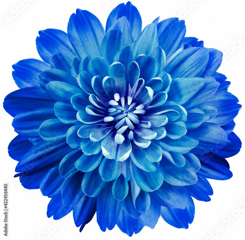 flower blue chrysanthemum . Flower isolated on a white background. No shadows with clipping path. Close-up. Nature. © nadezhda F