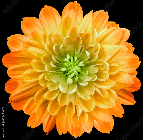 Valokuvatapetti flower  yellow chrysanthemum