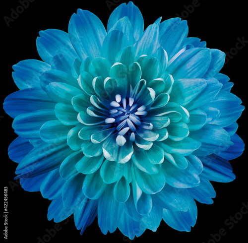 Blue-turquoise  flower  chrysanthemum on the black  isolated background with clipping path. Close-up. Flowers on the stem. Nature. © nadezhda F