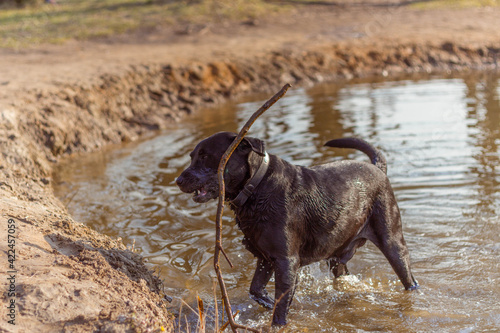 Black labrador playing in the water with a tree stick on the shore of the lake