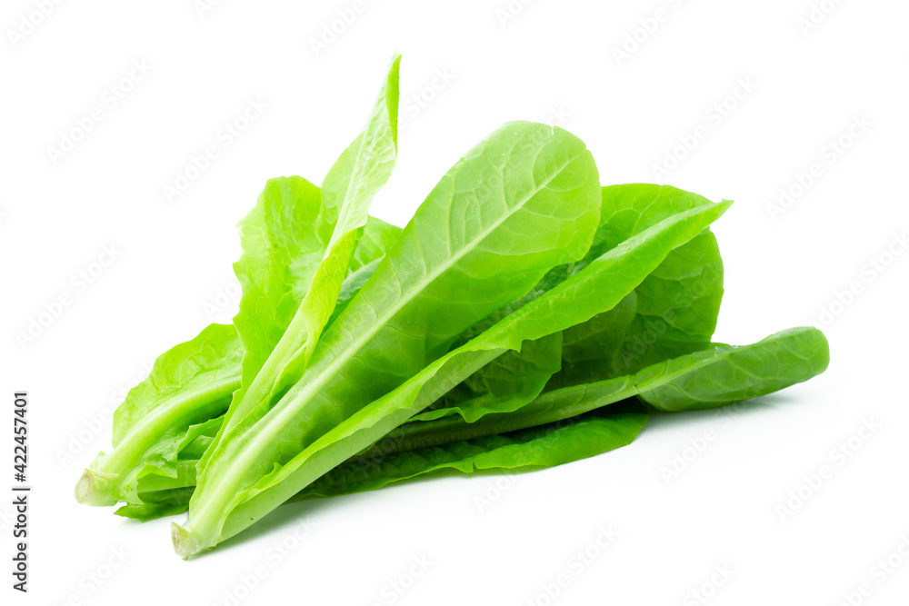fresh green Lettuce vegetable isolated on white background fresh green Lettuce vegetable isolated on white background