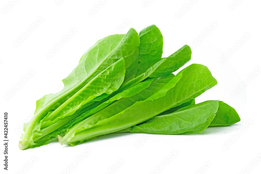fresh green Lettuce vegetable isolated on white background fresh green Lettuce vegetable isolated on white background