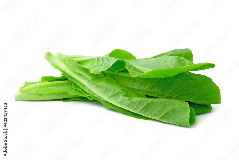 fresh green Lettuce vegetable isolated on white background fresh green Lettuce vegetable isolated on white background