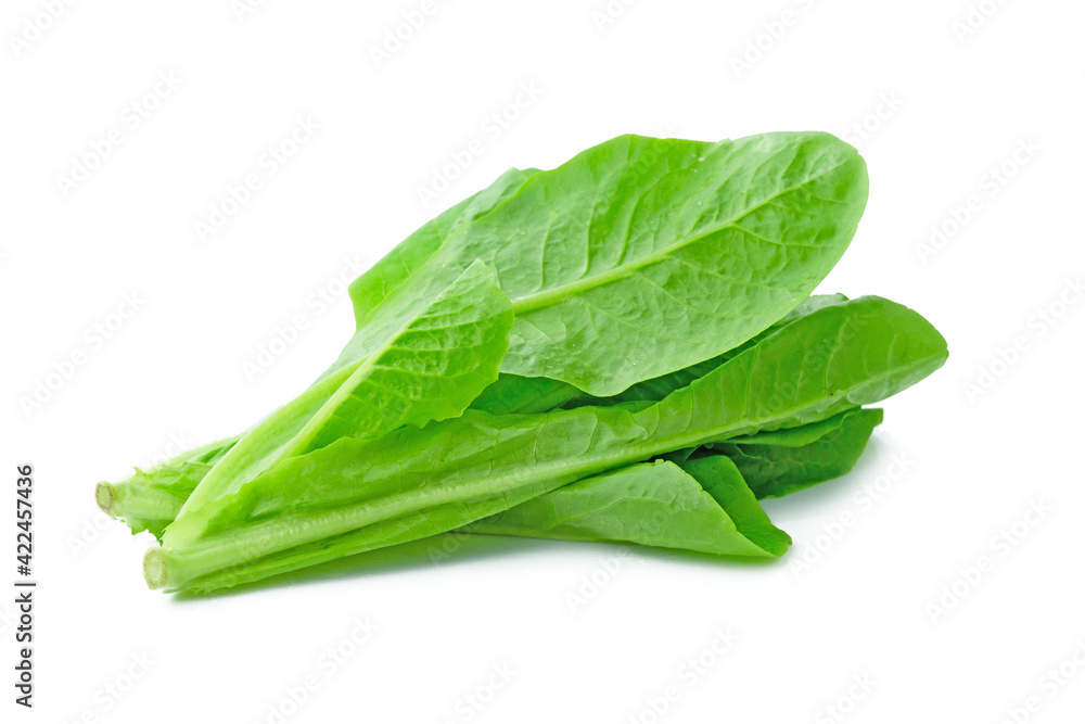 fresh green Lettuce vegetable isolated on white background fresh green Lettuce vegetable isolated on white background