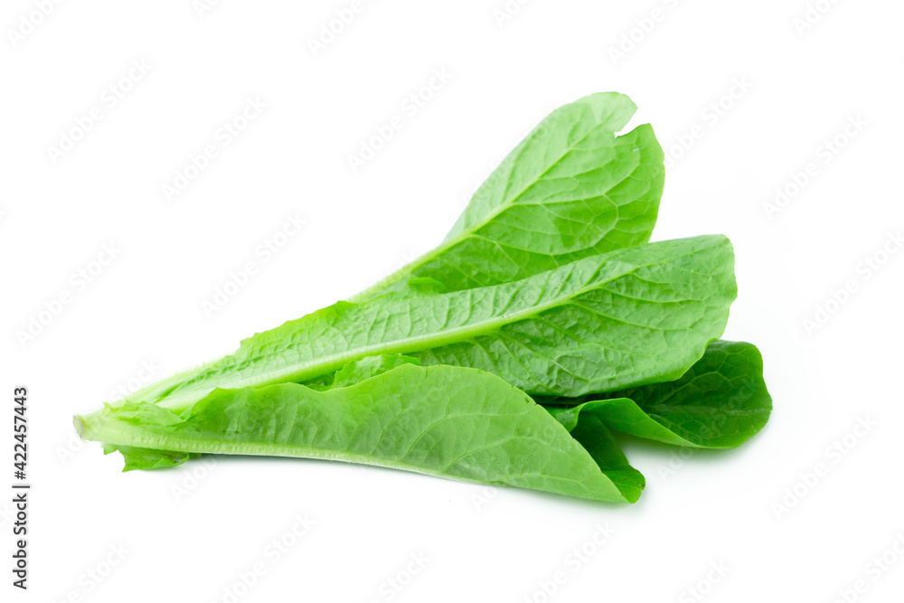 fresh green Lettuce vegetable isolated on white background fresh green Lettuce vegetable isolated on white background