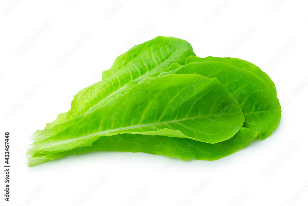 fresh green Lettuce vegetable isolated on white background fresh green Lettuce vegetable isolated on white background