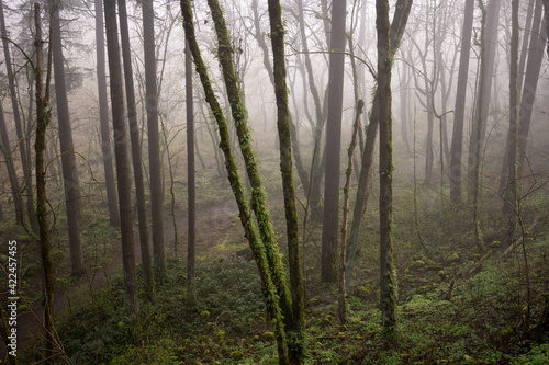 Trail winding through the moss-covered Pacific Northwest temperate rainforest in the early morning fog.