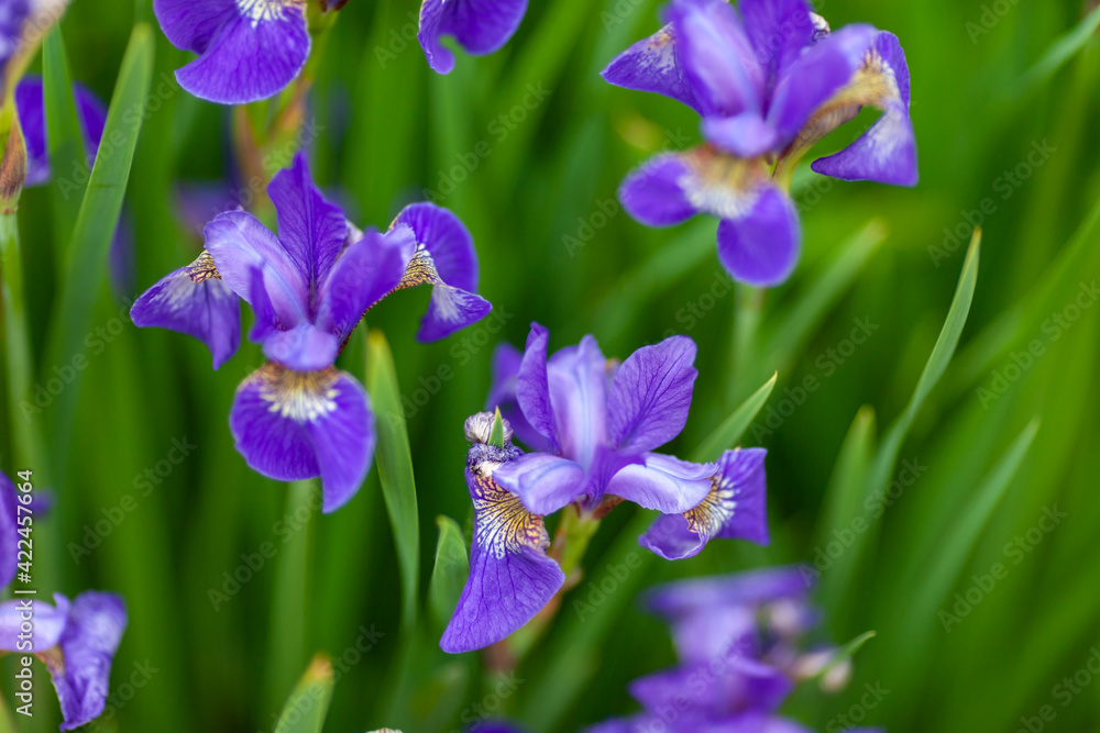 Beautiful purple iris flowers grow in the garden.