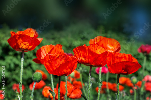 Fresh beautiful red  poppies on green field.