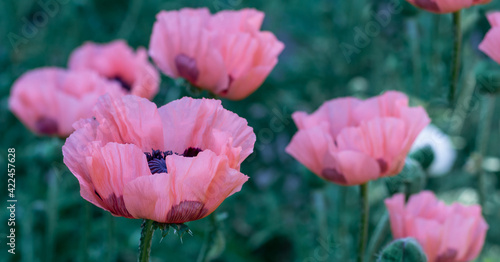 Fresh beautiful pink poppies on green field.