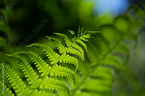 Beautiful fern leaves on a green background.