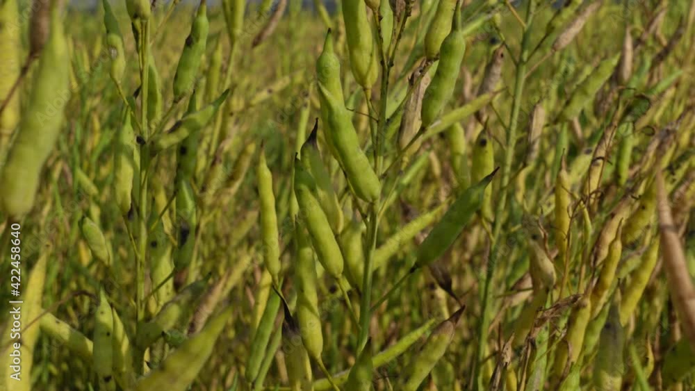 Dried mustard seed buds and stalks sway in the wind in the daylight. Mustard seed buds closeup views. 4k Video. Dried mustard seed buds and stalks sway in the wind in the daylight. Mustard seed buds closeup views. 4k Video.