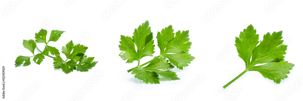 collection mix set celery isolated on white background collection mix set celery isolated on white background