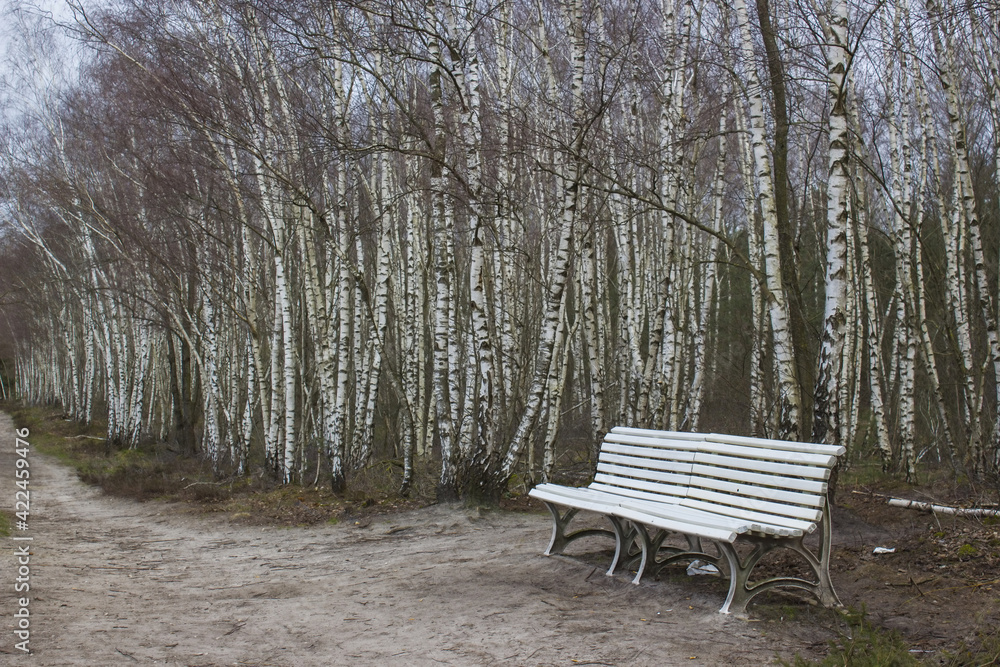 birch trees and bench - National Park Maasduinen in the Netherlands