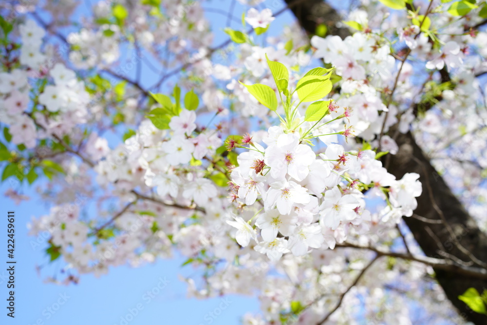 青空に向かって咲く桜の花