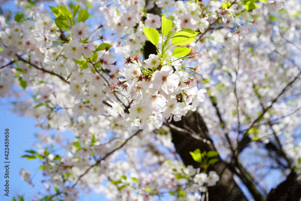 青空に向かって咲く桜の花