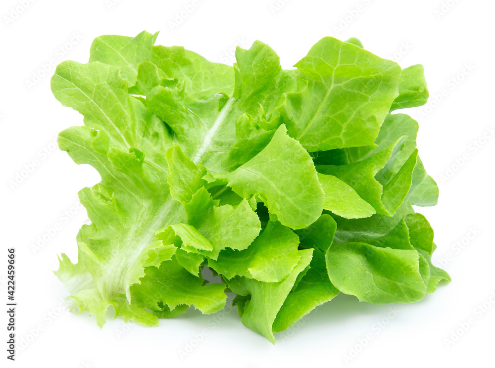 green fresh lettuce isolated on white background green fresh lettuce isolated on white background