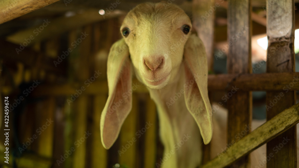 sheep sheep