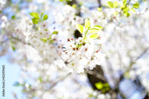 青空に向かって咲く桜の花 © rika_portrait