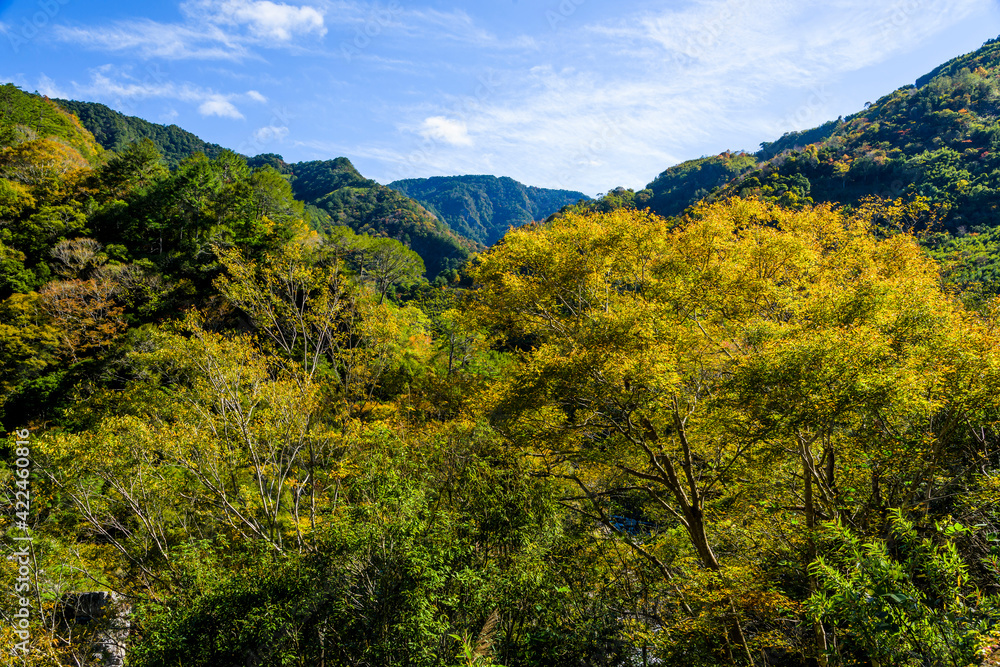 Beautiful green forest in the mountains with the blue sky background
