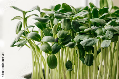 Close up of sunflower microgreens in a tray on the home windowsill.The concept of healthy eating,vegan concept.Home gardening.Selective focus with shallow depth of field.