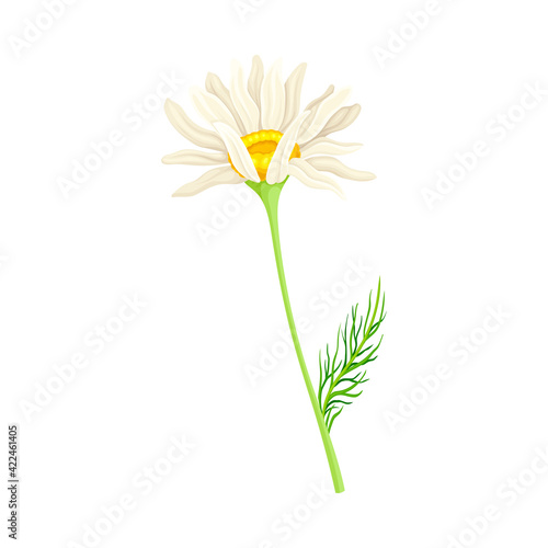 Common Daisy or Bellis Perennis on Stem with White Ray Florets and Yellow Disc Floret Vector Illustration