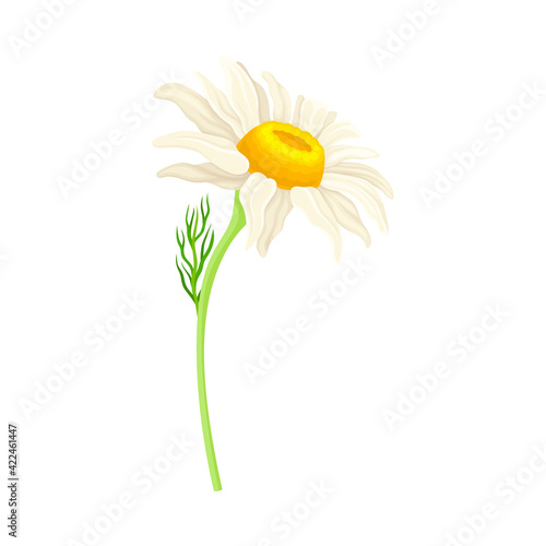 Common Daisy or Bellis Perennis on Stem with White Ray Florets and Yellow Disc Floret Vector Illustration