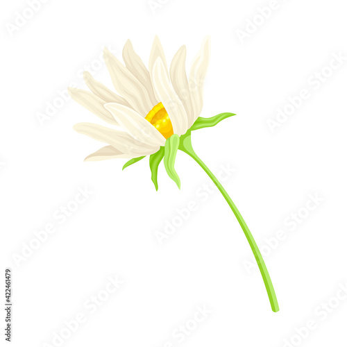 Common Daisy or Bellis Perennis on Stem with White Ray Florets and Yellow Disc Floret Vector Illustration