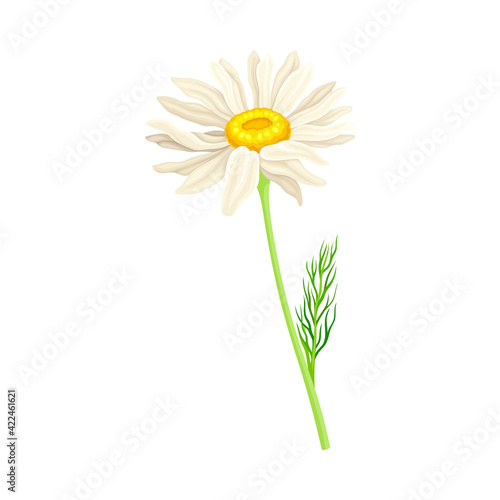 White Flower of Daisy or Bellis Perennis Plant on Green Stem with Leaf Vector Illustration
