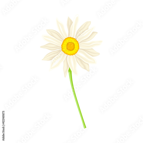 White Flower of Daisy or Bellis Perennis Plant on Green Stem with Leaf Vector Illustration