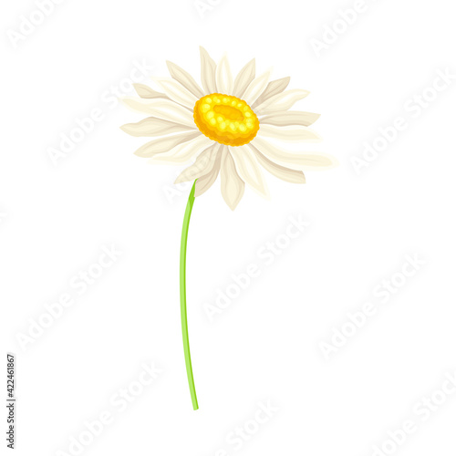 White Daisy Flower as Meadow Plant and Specie Vector Illustration