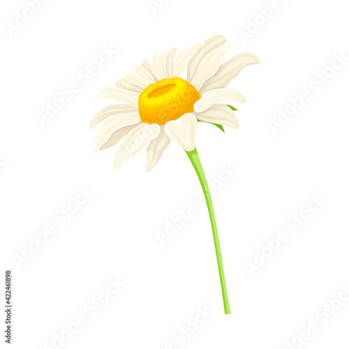White Daisy Flower as Meadow Plant and Specie Vector Illustration
