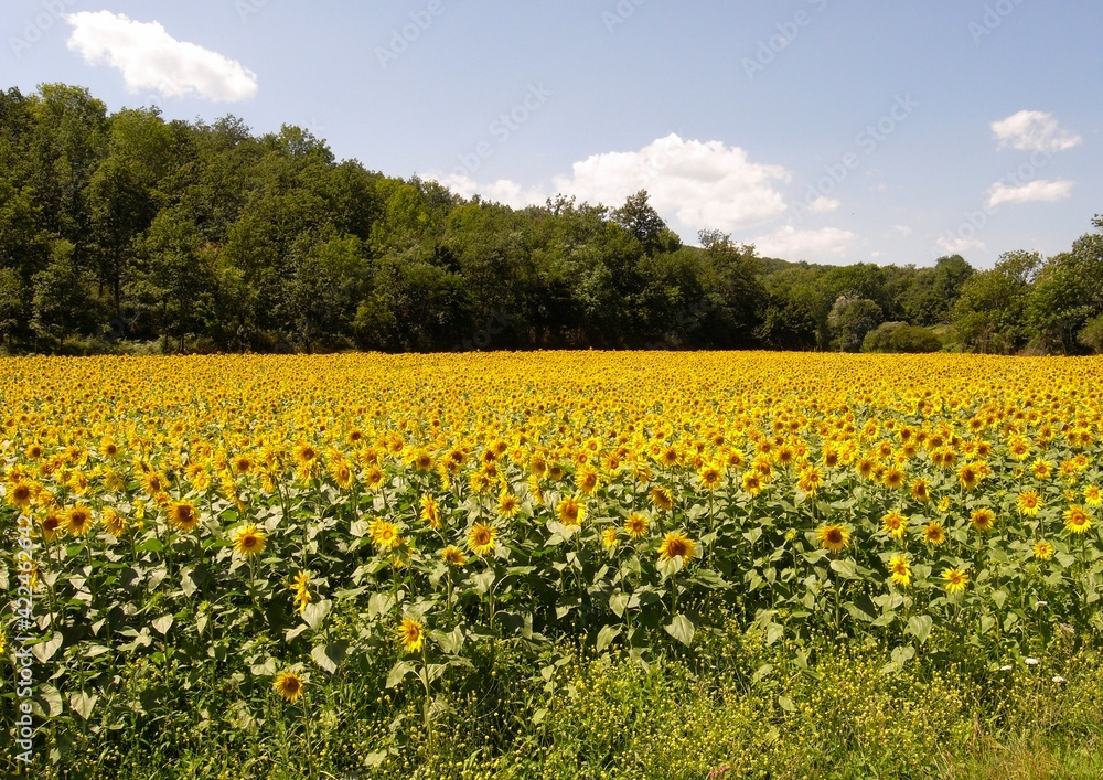 Field with sunflowers in Provence France