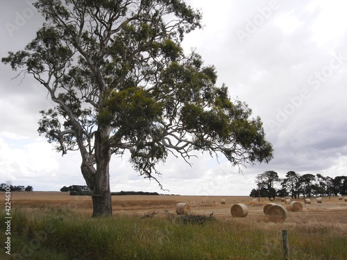 Farm North West of Geelong Victoria Australia photo