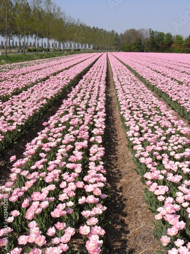 Fields with tulips in Noordoostpolder Netherlands