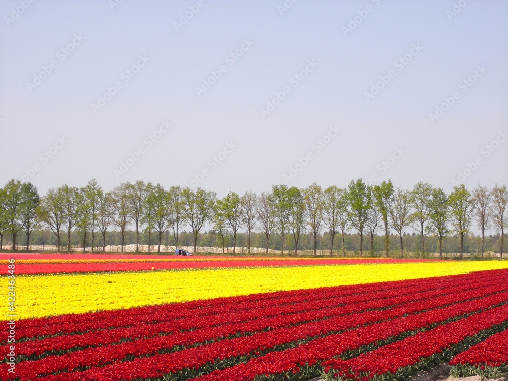 Noordoostpolder Netherlands - 23 April 2011 - Road trip through fileds with tulips