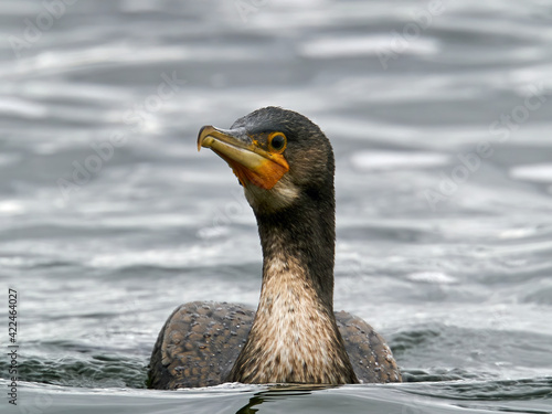 Great cormorant (Phalacrocorax carbo)