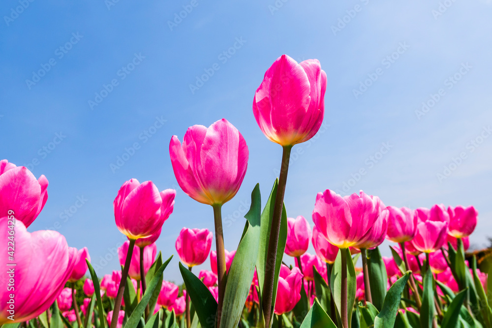 Fototapeta premium Beautiful tulips flower with the blue sky background
